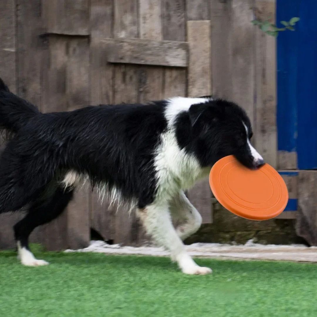 WauWelt - Power Frisbee