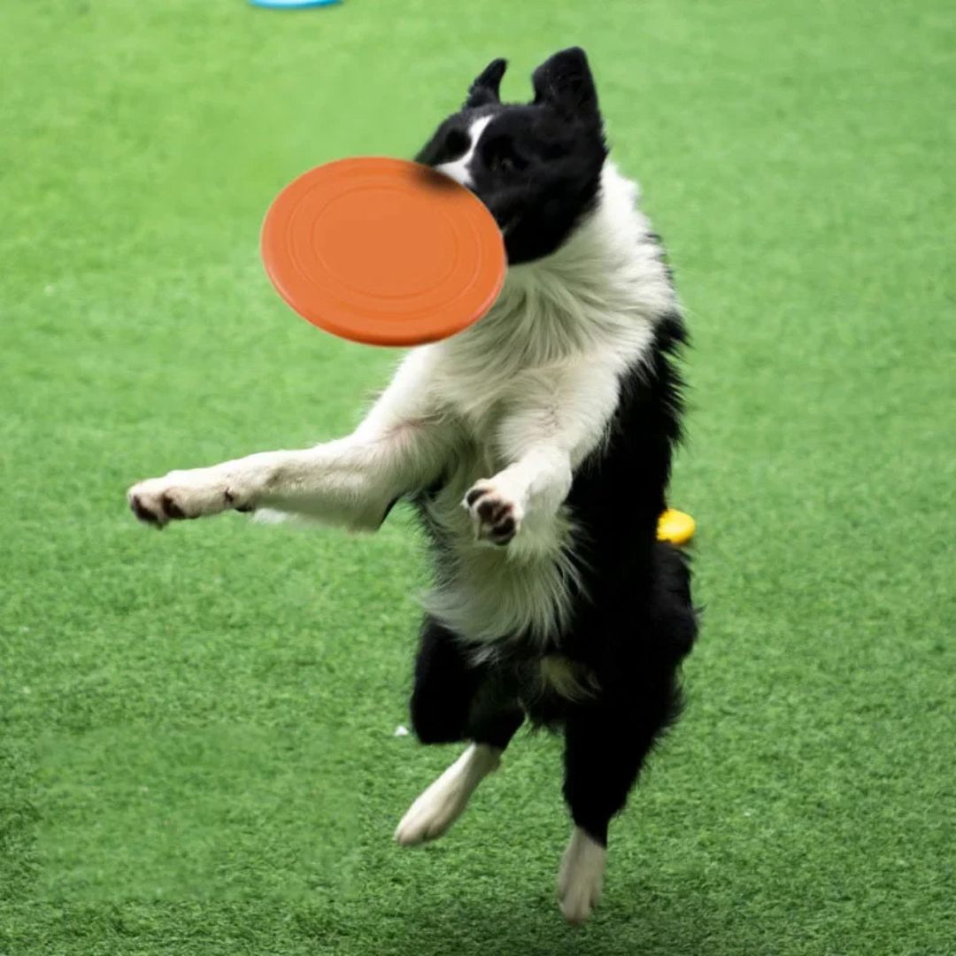WauWelt - Power Frisbee